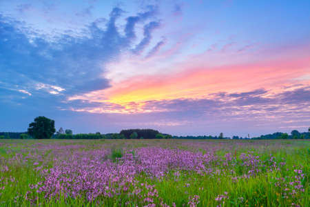 Beautiful sunrise countryside field flowers sky clouds landscape meadow Polandの写真素材