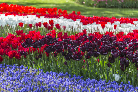 Colorful tulips and hyacinths blooming in gardenの写真素材