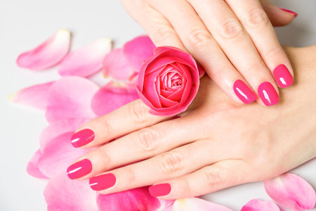 Close Up of Female Hands Wearing Bright Pink Polish on Nails and Holding Small Rose with Scattered Rose Petals on White Surface in Background - Spa Manicure Detailの写真素材