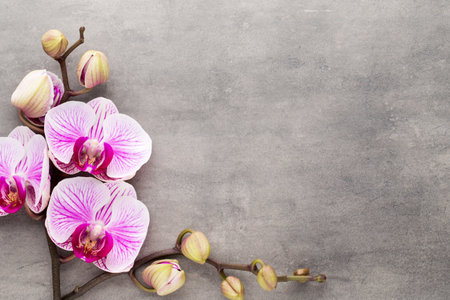 Orchid theme objects on the grey background.の写真素材