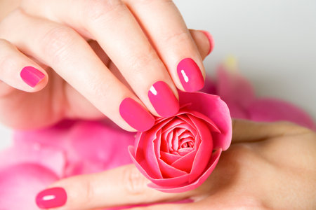 Close Up of Female Hands Wearing Bright Pink Polish on Nails and Holding Small Rose with Scattered Rose Petals on White Surface in Background - Spa Manicure Detailの写真素材
