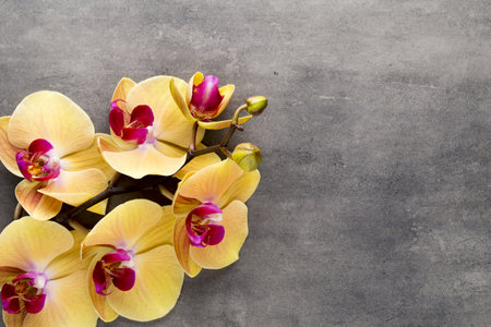Beautiful pink orchid on a gray background.の写真素材