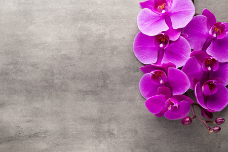 Beautiful pink orchid on a gray background.の写真素材