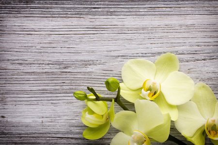 Orchid flower on the wooden background.の写真素材