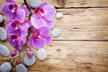 Pink orchid with buds. Greeting card.の写真素材