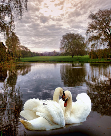 two beautiful swans in a country pondの写真素材