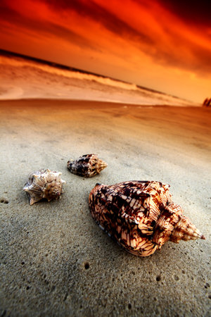shell on sand under sunset skyの写真素材