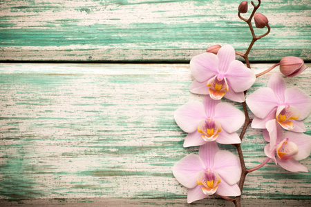 Pink orchid on a wooden background.の写真素材