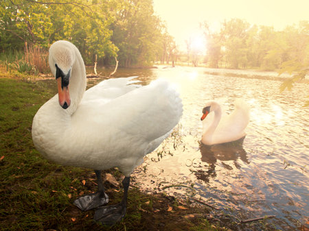 beautiful swan coupleの写真素材