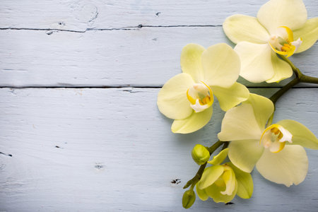 Orchid flower on the wooden background.の写真素材