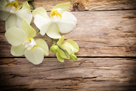Orchid flower on the wooden background.の写真素材
