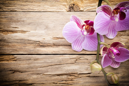 Orchid flower on the wooden background.の写真素材