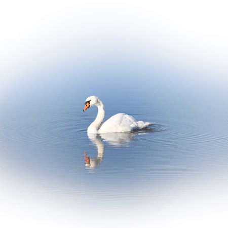 swan on blue lake water in sunny day, swans on pond, nature seriesの写真素材