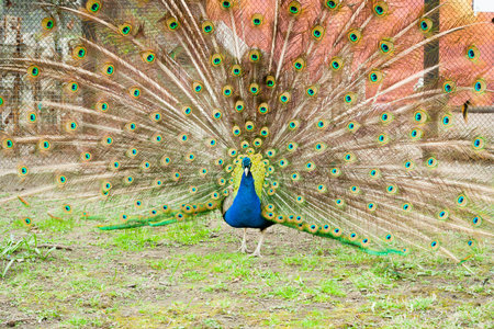 Peacock with spread tail in the garden, closeup of photoの写真素材