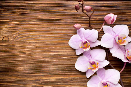 Pink orchid on a wooden background.の写真素材