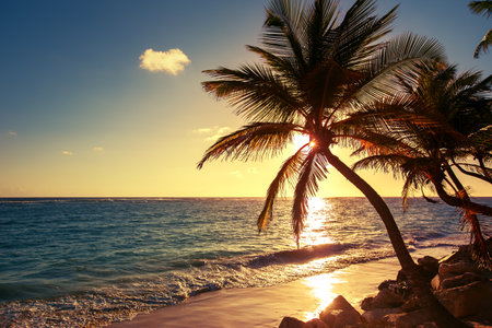 Palm tree on the tropical beach, sunrise shotの写真素材