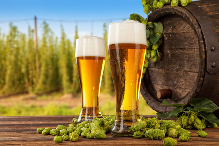 Beer glasses served on wooden desk with keg. Hop-field on background