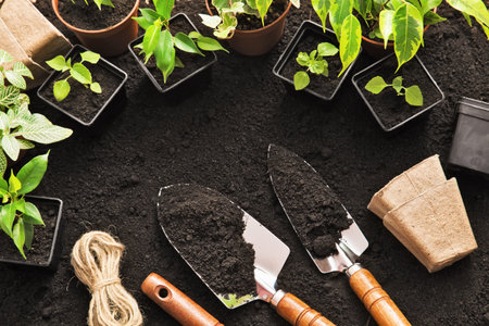 Gardening tools and plants on landの写真素材