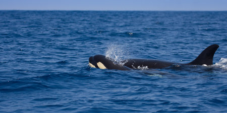 Killer Whale (Orcinus Orcinus) in the Pacific Ocean
