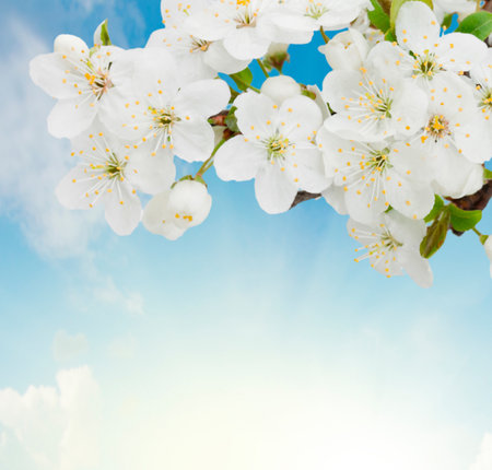 Blossoming plum flowers on sunny blue sky backgroundの写真素材