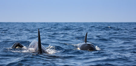 Killer whales in the sea, close-up. Two killer whales.