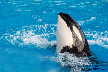 orca killer whale while swimming to youの写真素材