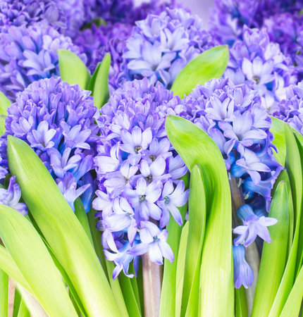 row of blue hyacinth flowers  isolated on white backgroundの写真素材