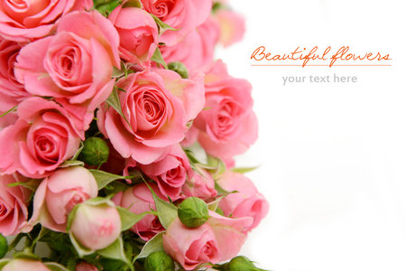Pink roses on a white background with copy space for your text.の写真素材