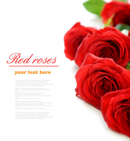 Red roses on white background with sample text. Valentine's day conceptの写真素材