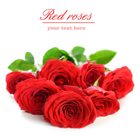 Red roses isolated on white background with copy space for your text.の写真素材