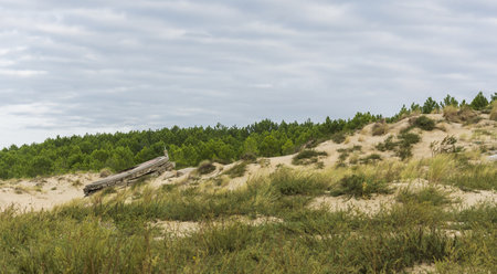 Dunes on the Baltic Sea coast in Poland, Pomeraniaのeditorial素材