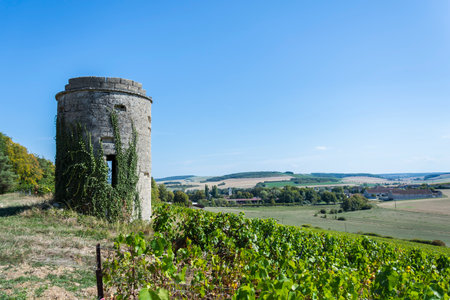 Vineyard in the countryside of Languedoc-Roussillon, Franceのeditorial素材
