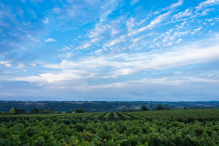 Landscape of vineyard with blue sky and white clouds at sunset