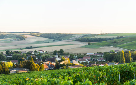 Vineyards in the countryside of Baden-Wurttemberg, Germanyのeditorial素材