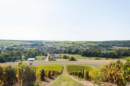 Rows of vineyards in the countryside of Burgundy, France