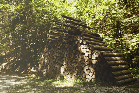 Pile of firewood in the woods. Woodpile.