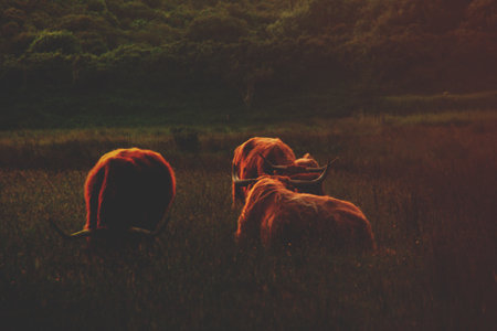 Cows grazing in the meadow at sunset. Vintage style.