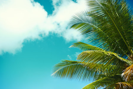Coconut palm tree on blue sky background with copy space.のeditorial素材