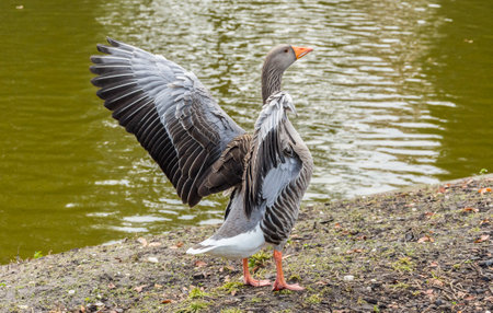 Greylag Goose (Anser anser) in the parkのeditorial素材