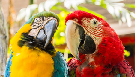 Couple of macaws in the park, closeup of photoのeditorial素材