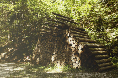 Pile of firewood in the forest. Woodpile.