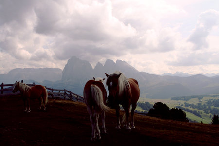 Horses on the top of a mountain in the Pyreneesのeditorial素材