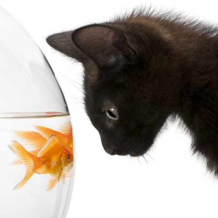black kitten looking at goldfish in aquarium, isolated on white backgroundのeditorial素材
