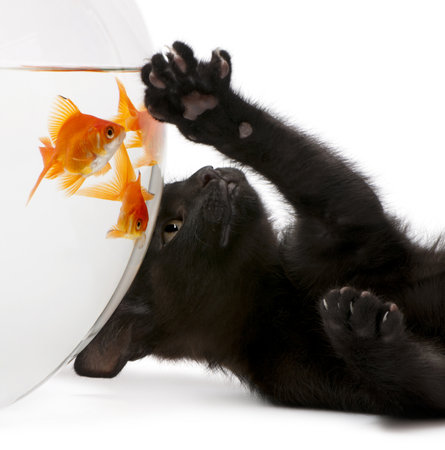 Black puppy playing with goldfish in a bowl isolated on white backgroundのeditorial素材