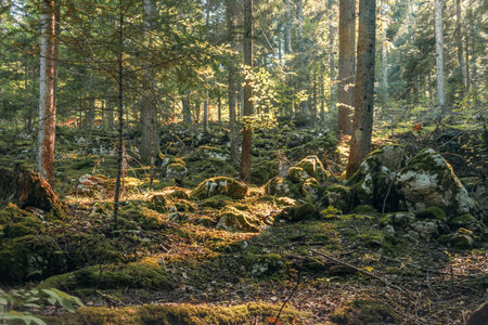 beautiful morning in the woods with sun rays and dark green foliageのeditorial素材