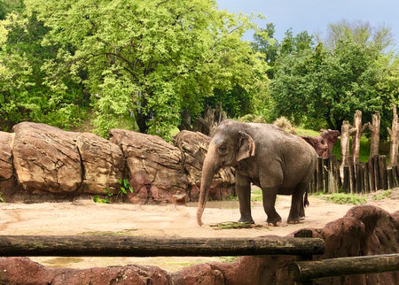 Asian elephant in the zoo. Animal in the park. Thailand.のeditorial素材