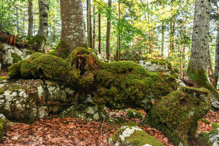 Mossy tree trunk in the forest in autumn, Poland.のeditorial素材