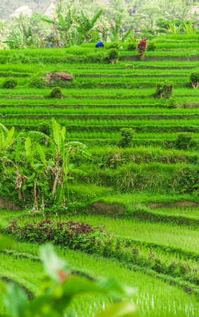 Rice fields on terraced of Bali island, Indonesia.のeditorial素材
