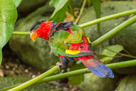 Rainbow Lorikeet or Eclectus haematodus