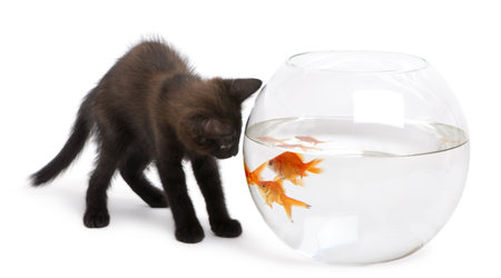 Black kitten and goldfish in a glass bowl isolated on white backgroundのeditorial素材